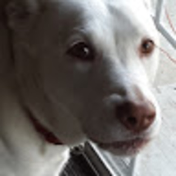 Meet your Posher, Dorothy - Picture 1 of 1